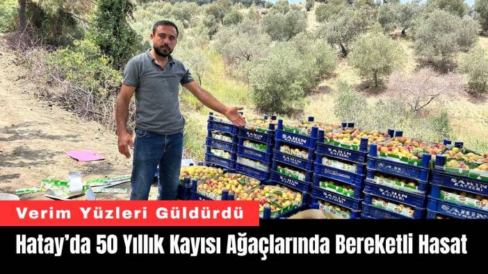Hatay’da 50 Yıllık Kayısı Ağaçlarında Bereketli Hasat