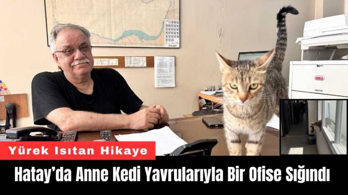 Hatay’da Anne Kedi Yavrularıyla Bir Ofise Sığındı
