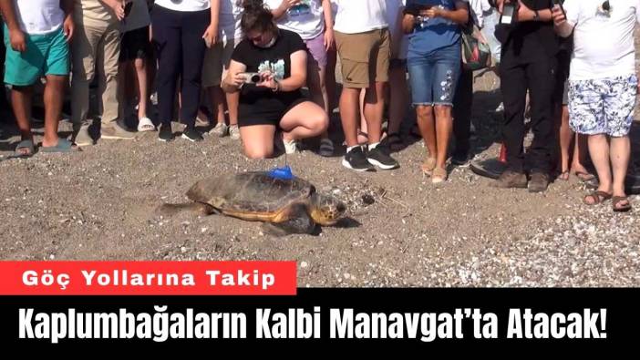Kaplumbağaların Kalbi Manavgat’ta Atacak! Göç Yollarına Takip