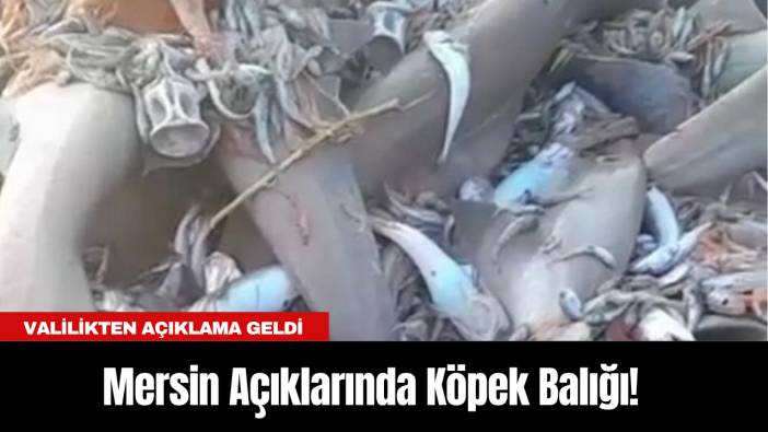 Mersin Açıklarında Köpek Balığı! Valilikten Açıklama Geldi