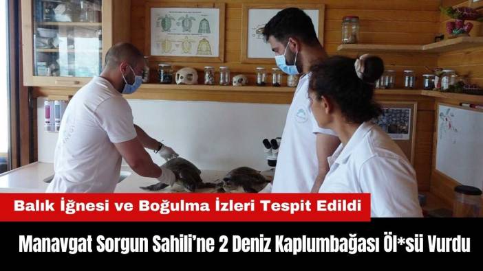 Antalya’da Sorgun Sahili’ne 2 Deniz Kaplumbağası Öl*sü Vurdu