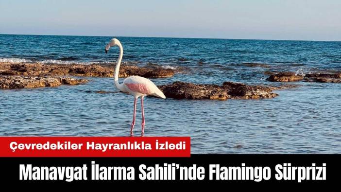 Manavgat İlarma Sahili’nde Flamingo Sürprizi!