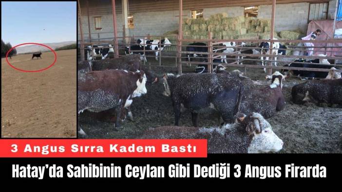 Hatay’da Sahibinin Ceylan Gibi Dediği 3 Angus Firarda