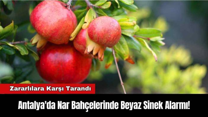 Antalya'da Nar Bahçelerinde Beyaz Sinek Alarmı!