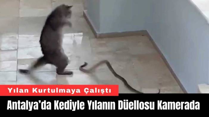 Antalya’da Kediyle Yılanın Düellosu Kamerada