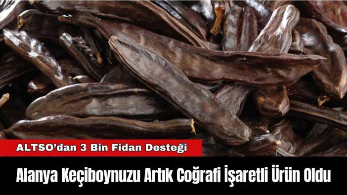 Alanya Keçiboynuzu Artık Coğrafi İşaretli Ürün Oldu