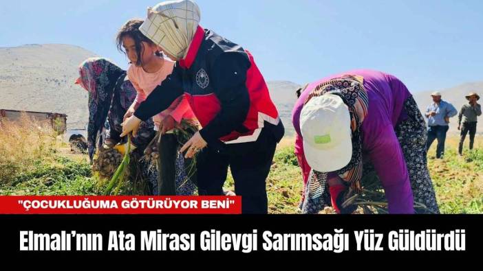 Elmalı’nın Ata Mirası Gilevgi Sarımsağı Yüz Güldürdü