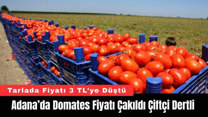 Adana’da Domates Fiyatı Çakıldı Çiftçi Dertli