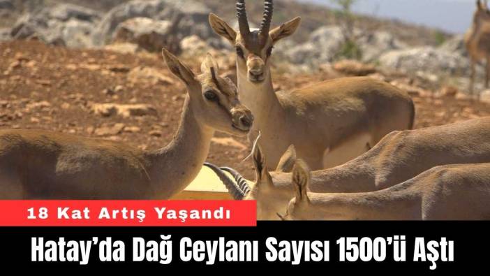 Hatay’da Dağ Ceylanı Sayısı 1500’ü Aştı