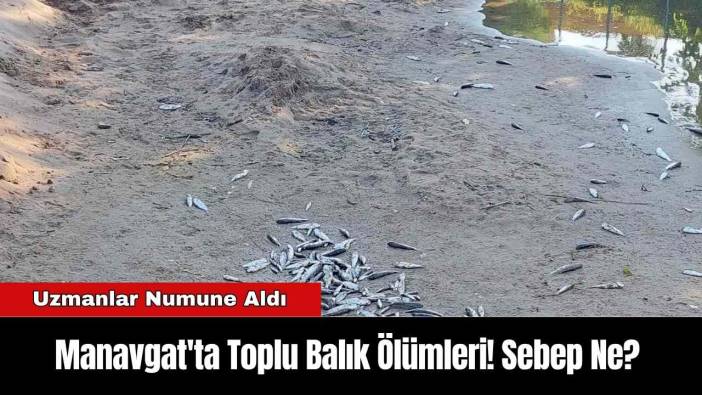 Manavgat'ta Toplu Balık Ölümleri! Sebep Ne?