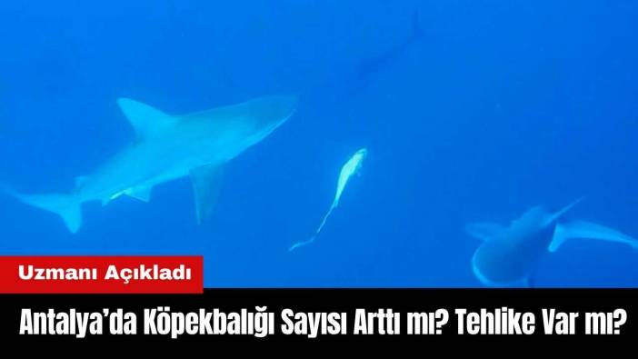 Antalya’da Köpekbalığı Sayısı Arttı mı? Tehlike Var mı? Uzmanı Açıkladı
