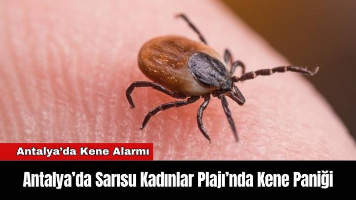 Antalya’da Sarısu Kadınlar Plajı’nda Kene Paniği