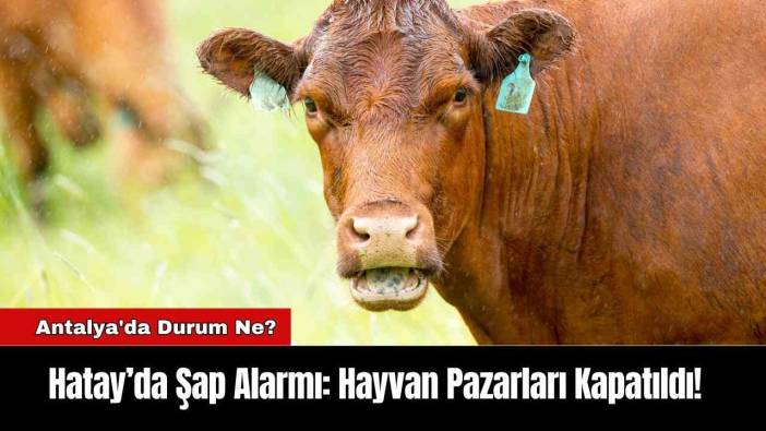 Hatay’da Şap Alarmı: Hayvan Pazarları Kapatıldı! Antalya'da Durum Ne?