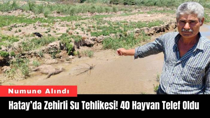 Hatay’da Zehirli Su Tehlikesi! 40 Hayvan Telef Oldu