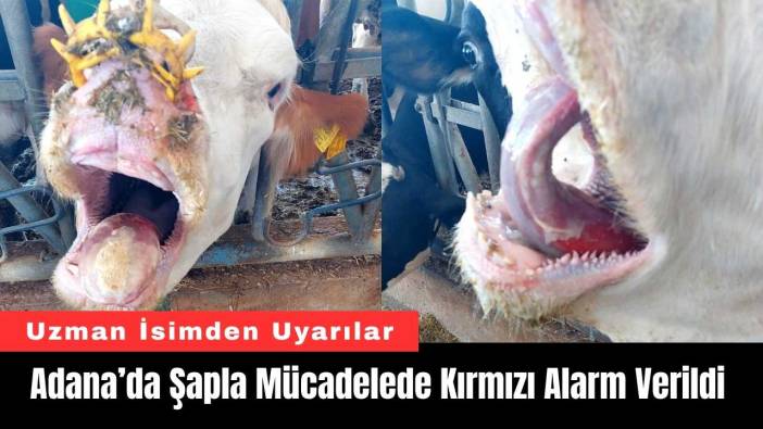Adana’da Şapla Mücadelede Kırmızı Alarm Verildi