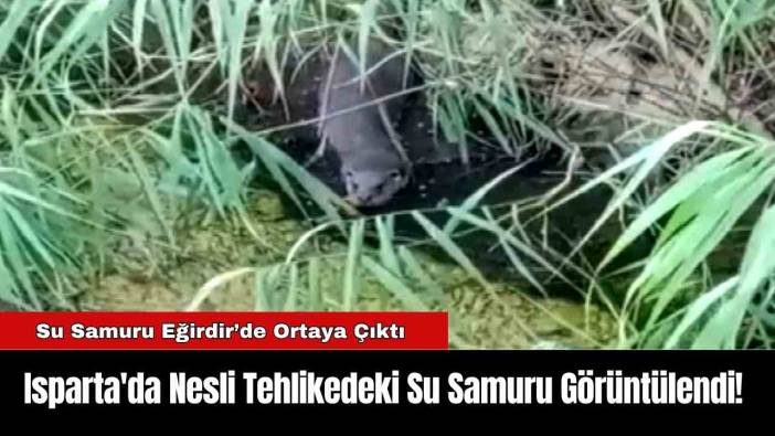 Isparta'da Nesli Tehlikedeki Su Samuru Görüntülendi!
