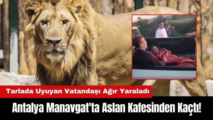 Antalya Manavgat'ta Aslan Kafesinden Kaçtı! 1 Kişiyi Yaraladı