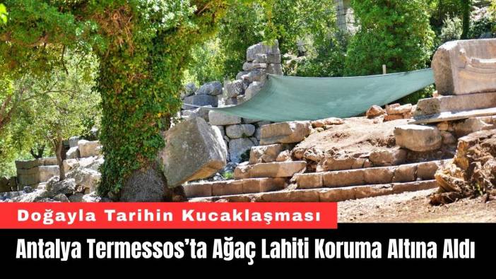 Antalya Termessos’ta Meşe Ağacı Lahiti Koruma Altına Aldı