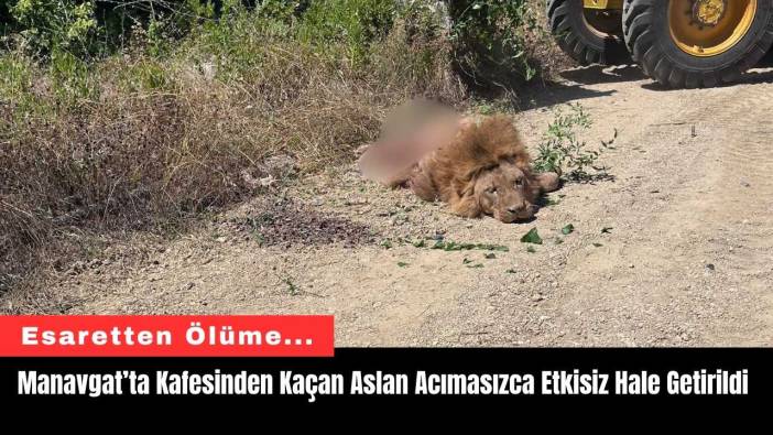 Manavgat’ta Kafesinden Kaçan Aslan Acımasızca Etkisiz Hale Getirildi