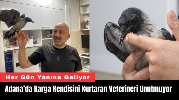 Adana’da Karga Kendisini Kurtaran Veterineri Unutmuyor
