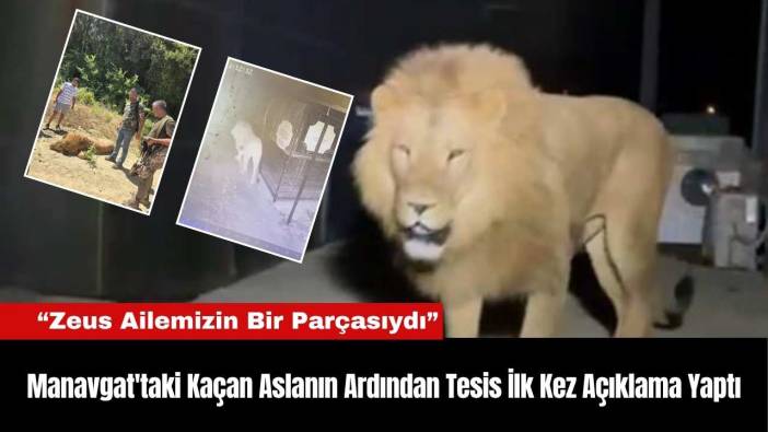 Manavgat'taki Kaçan Aslanın Ardından Tesis İlk Kez Açıklama Yaptı