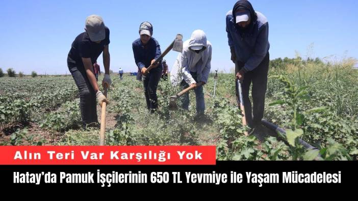 Hatay’da Pamuk İşçilerinin 650 TL Yevmiye ile Yaşam Mücadelesi