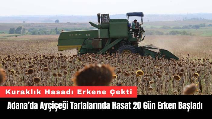Adana’da Ayçiçeği Tarlalarında Hasat 20 Gün Erken Başladı