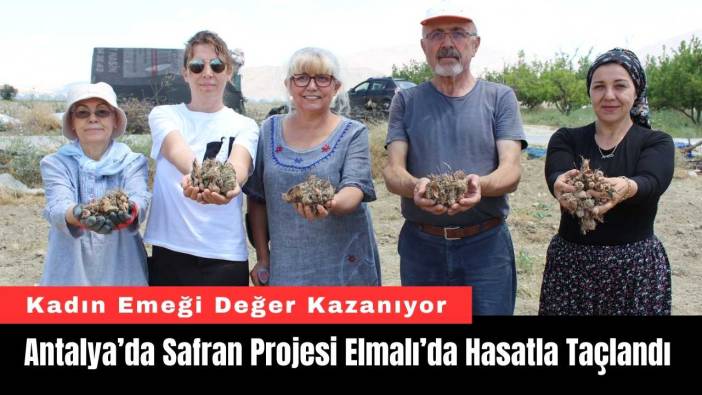Antalya’da Safran Projesi Elmalı’da Hasatla Taçlandı