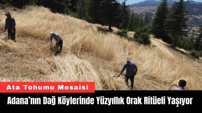 Adana’nın Dağ Köylerinde Yüzyıllık Orak Ritüeli Yaşıyor