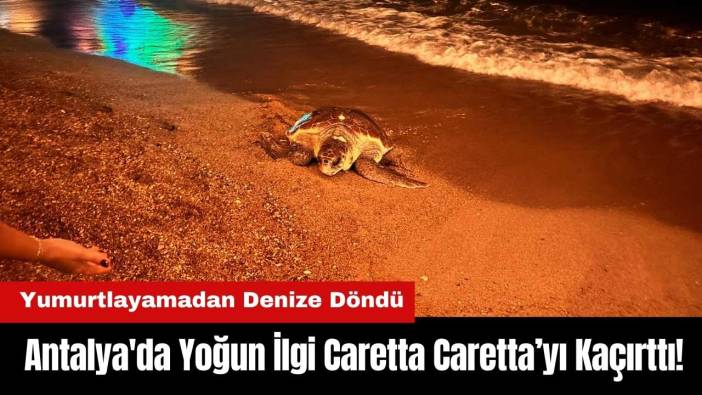 Antalya'da Yoğun İlgi Caretta Caretta’yı Kaçırttı!