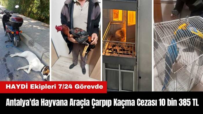 Antalya'da Hayvana Çarpıp Kaçma Cezası 10 bin 385 TL