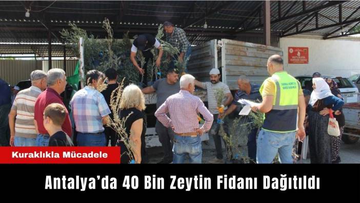 Antalya’da Kuraklıkla Mücadele! 40 Bin Zeytin Fidanı Dağıtıldı