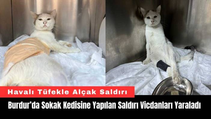 Burdur’da Sokak Kedisine Yapılan Saldırı Vicdanları Yaraladı