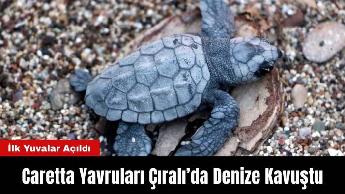 Caretta Yavruları Çıralı’da Denize Kavuştu: İlk Yuvalar Açıldı