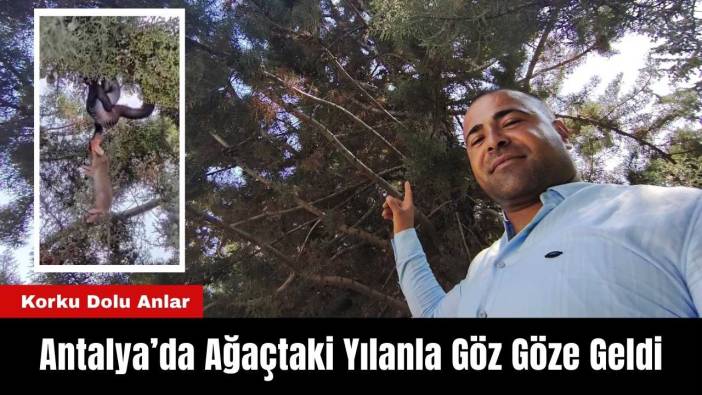 Antalya’da Korku Dolu Anlar: Ağaçtaki Yılanla Göz Göze Geldi