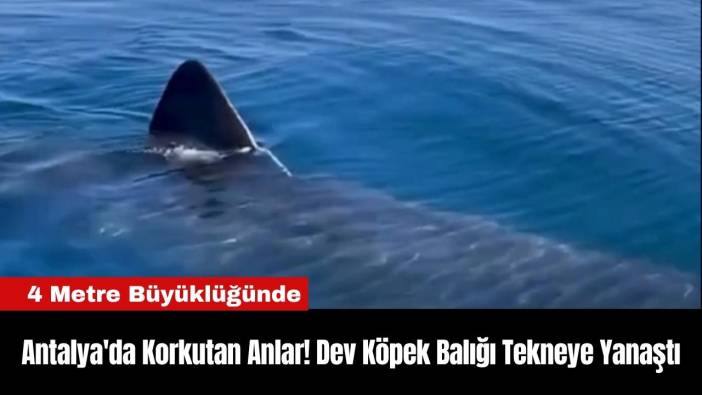 Antalya'da Korkutan Anlar! Dev Köpek Balığı Tekneye Yanaştı
