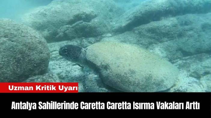 Antalya Sahillerinde Caretta Caretta Isırma Vakaları Arttı