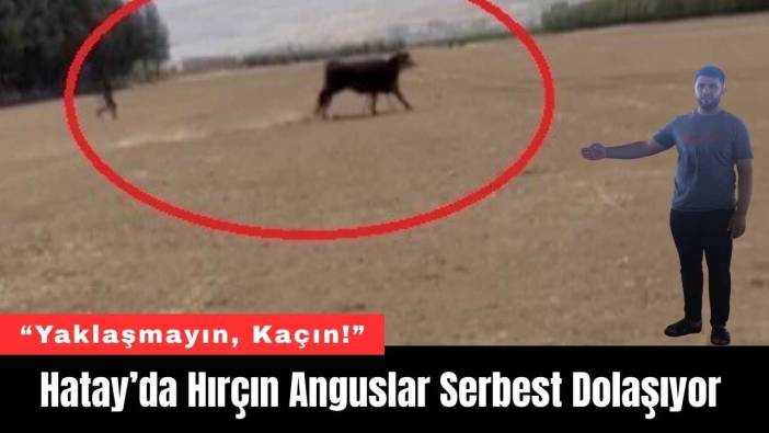 Hatay’da Hırçın Anguslar Serbest Dolaşıyor: “Yaklaşmayın, Kaçın!”