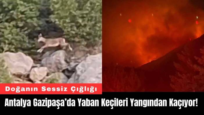 Antalya Gazipaşa’da Yaban Keçileri Yangından Kaçıyor!