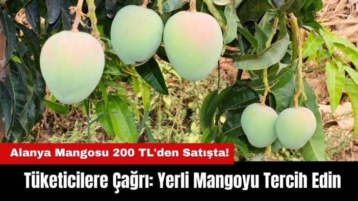 Alanya Mangosu 200 TL'den Satışta! Tüketicilere Çağrı: Yerli Mangoyu Tercih Edin