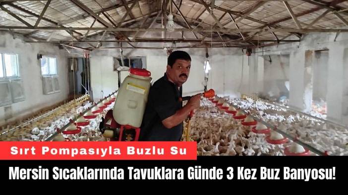 Mersin Sıcaklarında Tavuklara Günde 3 Kez Buz Banyosu!