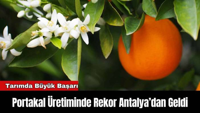 Portakal Üretiminde Rekor Antalya’dan Geldi