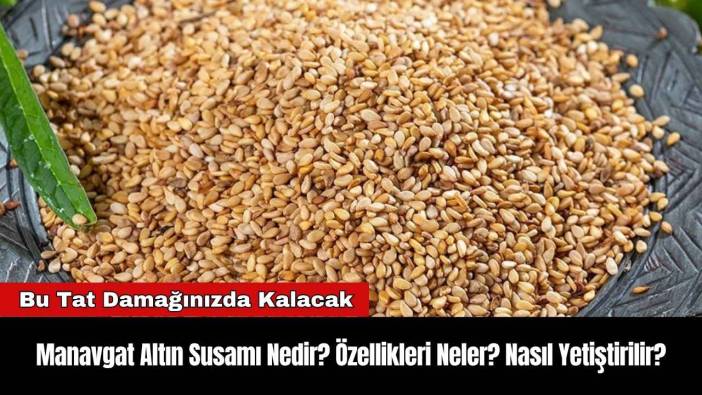 Manavgat Altın Susamı Nedir? Özellikleri Neler? Nasıl Yetiştirilir?