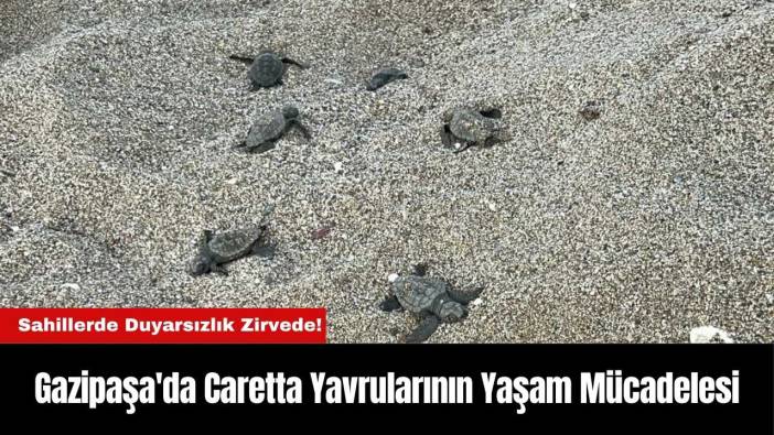 Gazipaşa'da Sahillerde Duyarsızlık Zirvede! Caretta Yavrularının Yaşam Mücadelesi