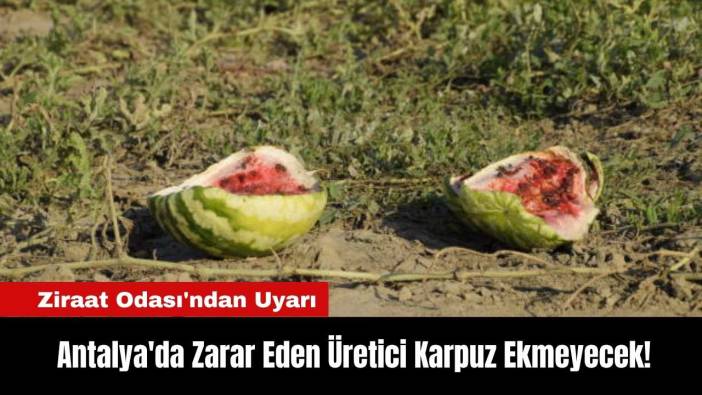 Antalya'da Zarar Eden Üretici Karpuz Ekmeyecek! Ziraat Odası'ndan Uyarı