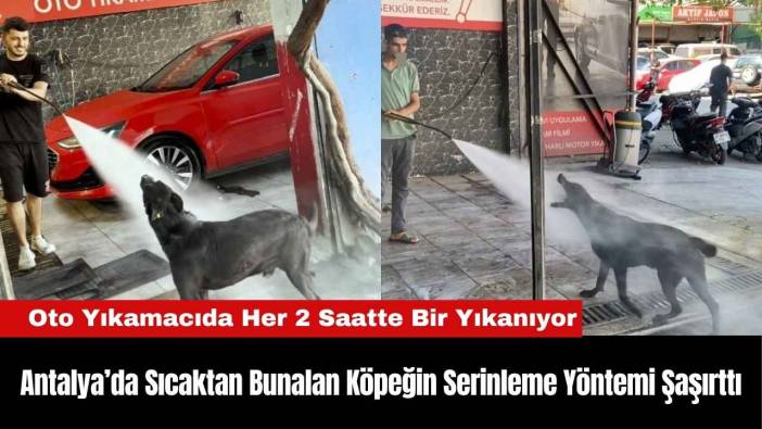 Antalya’da Sıcaktan Bunalan Köpeğin Serinleme Yöntemi Şaşırttı