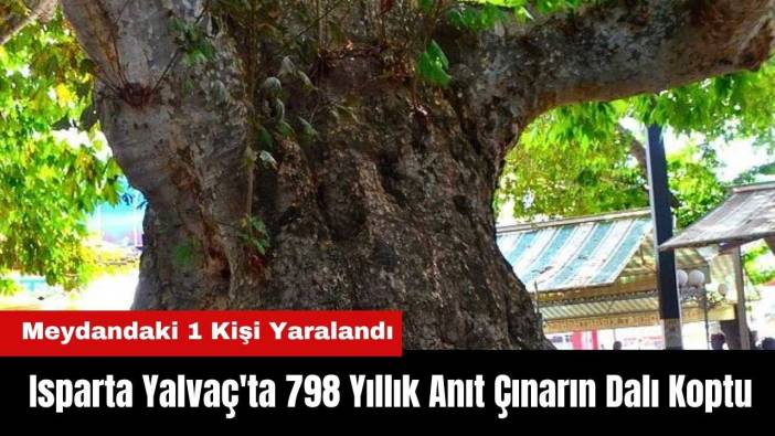 Isparta Yalvaç'ta 798 Yıllık Anıt Çınarın Dalı Koptu! Meydandaki 1 Kişi Yaralandı