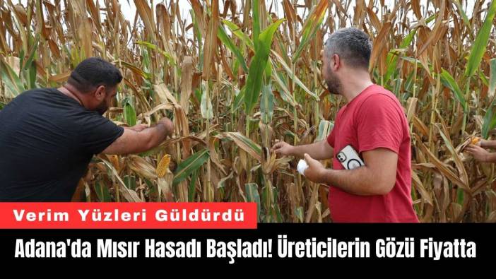 Adana'da Mısır Hasadı Başladı! Üreticilerin Gözü Fiyatta