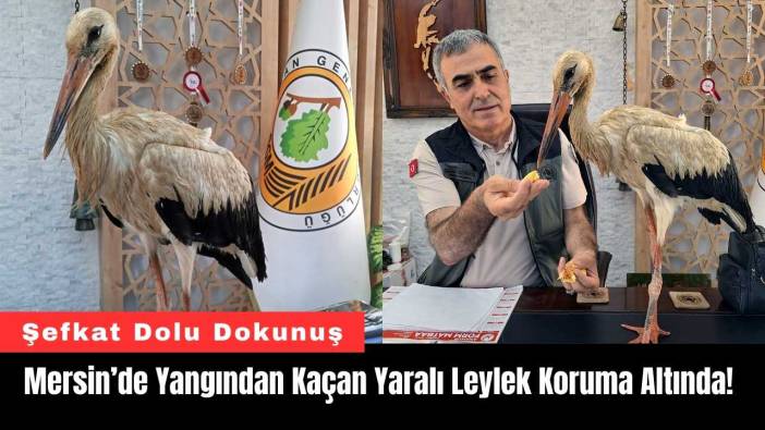 Mersin Anamur'da Yangından Kaçan Yaralı Leylek Koruma Altında!