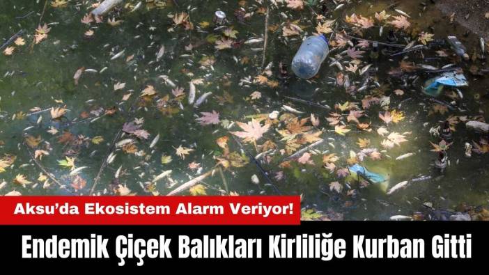 Antalya’nın Gelin Düşen Deresi’nde Endemik Çiçek Balıkları Kirliliğe Kurban Gitti
